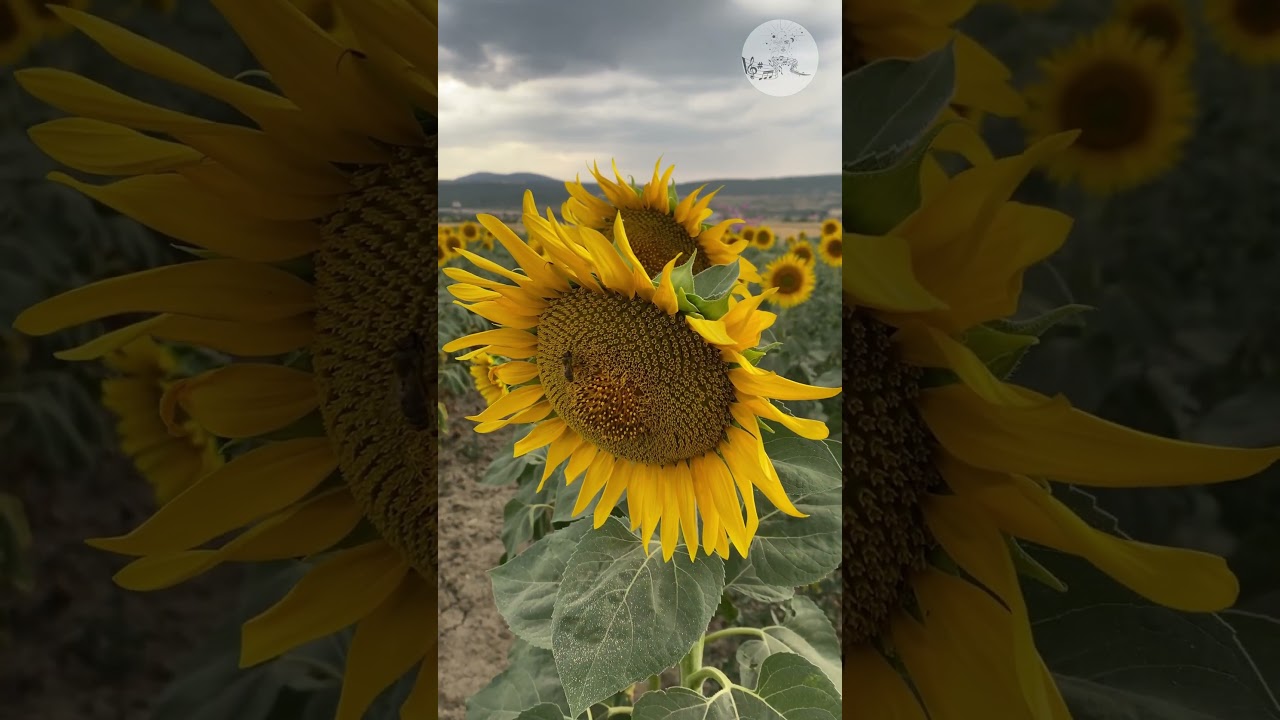 Quiet Bloom | Minimalist Lofi Aesthetic | Mind Spa Music  