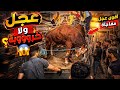 شاهد اكشن العيدتنزيل عجل مجنون يفقد السيطرة  mp3
