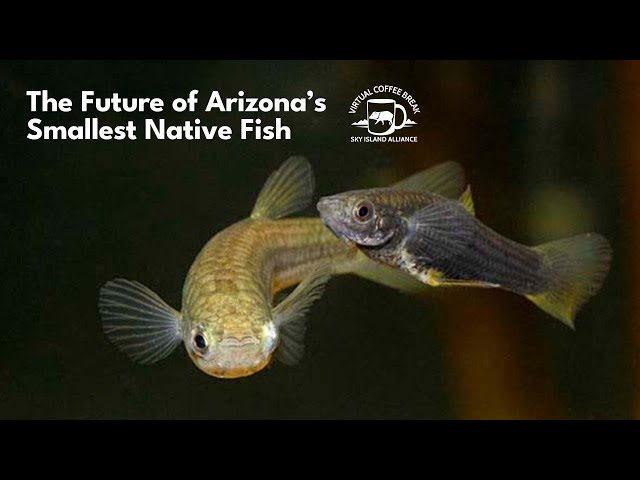 Fish Animals A Z 27 New Animal Species Discovered, Including