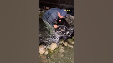 Cá Lớn - bắt Đàn Cá Rô Phi Khủng mắc cạn 😱 #khacthuyvlogg