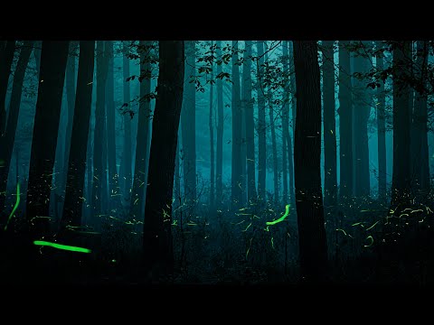 Dark Sky with Fourth Wall Ensemble and Aparna Venkatesan | Exploratorium | After Dark