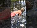 Cold Plunge In Yellowstone River! This kid loves cold water  #yellowstonenationalpark