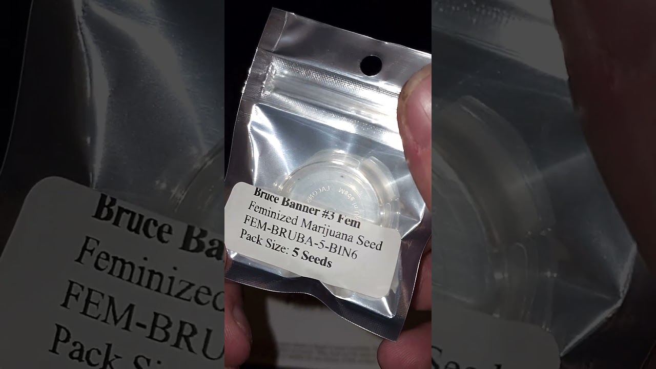 I just got more seeds.. Hogs Breath from DNA Crew & Bruce Banner number 3 from Amsterdam Seeds Co