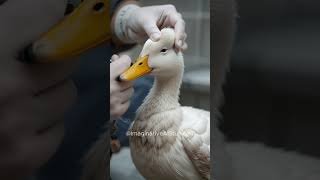 Duck Covered In Beetles Gets Rescued Heartwarming Wildlife Rescue Story