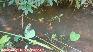 Peb Mus Hlais Qos Dej Nawb 12102021