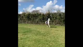 After school equestrian routine :) || Equine Hannah