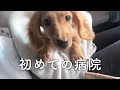 【ミニチュアダックスフンド】生後３ヶ月　ワクチンにびっくり！