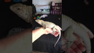 My baby rhino iguana