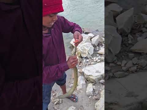Omg 😲 Kitni Baam Machli ko pakda is chote Bacche ne #fishhunting2 #fishing