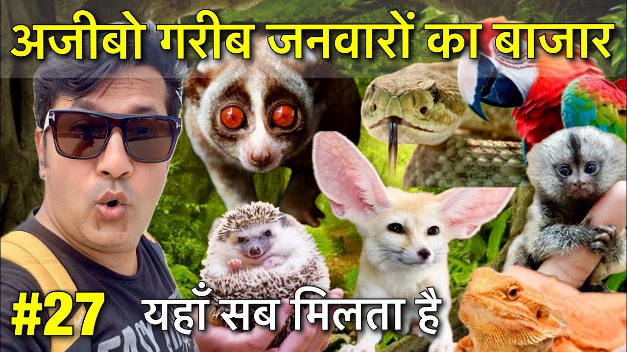 Bangkok Exotic Animal Market | Bangkok Chatuchak Market | Thailand Animal Market | Bangkok Vlog