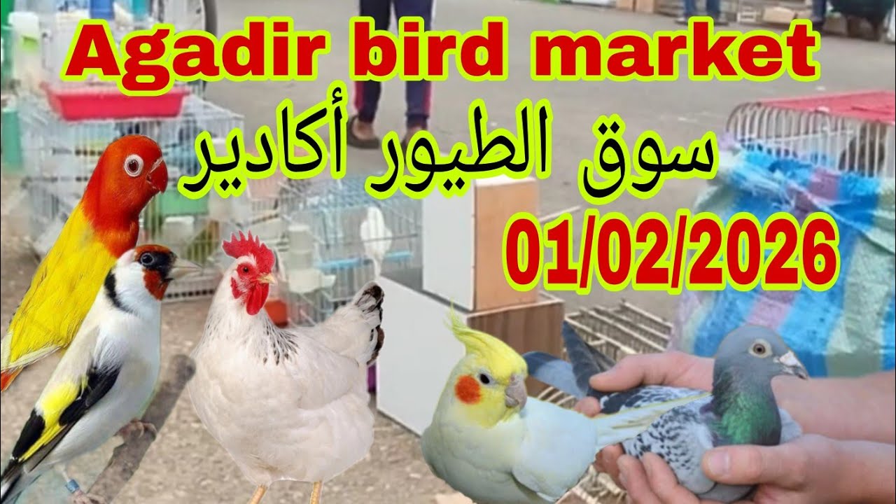 أجي تولعوا اليوم مع الجديد فسوق الطيور أكادير ليوم الأحد ✌️🪴 دجاج 🐔 الزينة#سوق_طيور_الزينة 