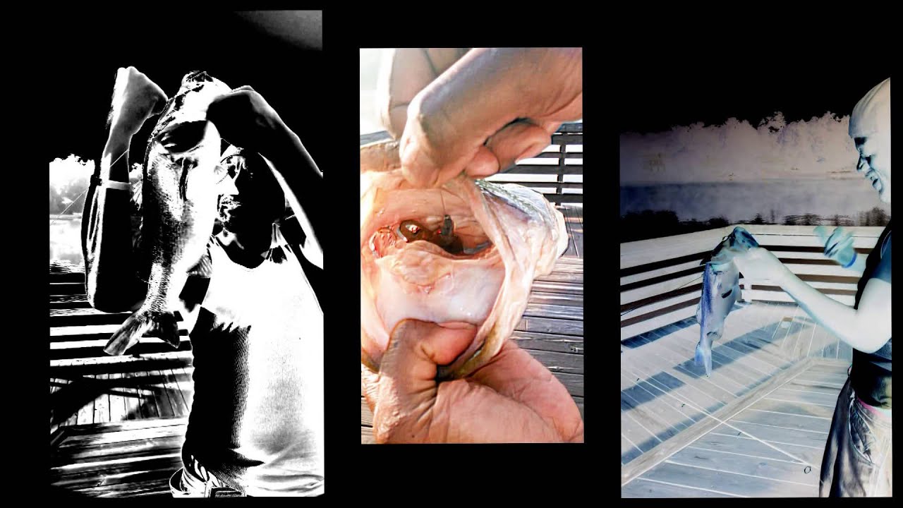 KINGS OF BASS - Dee Blackmon - Unique