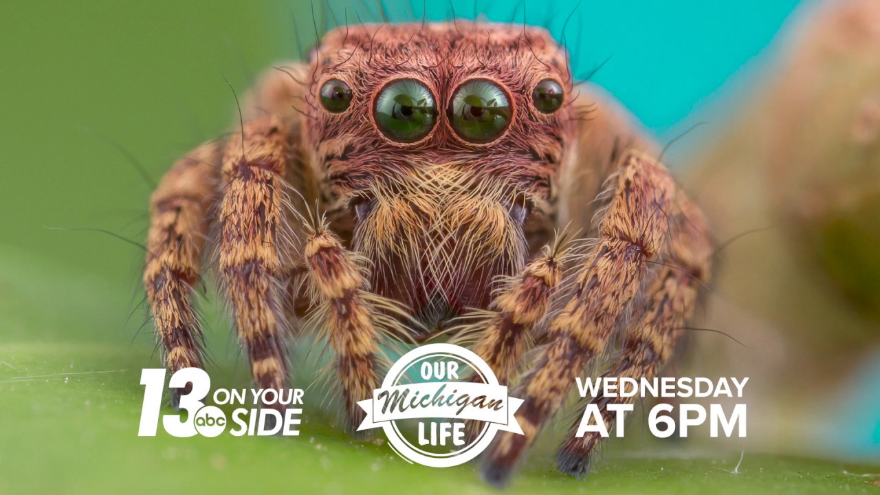 OML BOB THE SPIDER HUNTER 30 WED