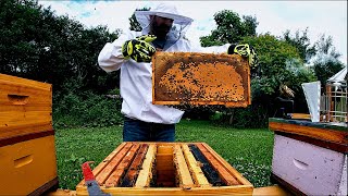 First Hive Inspection 2 Weeks After Installing NUC!