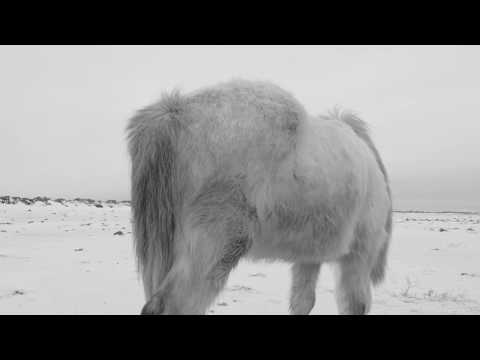 Verneri Pohjola / Mika Kallio - Animal Image (Official Music Video)