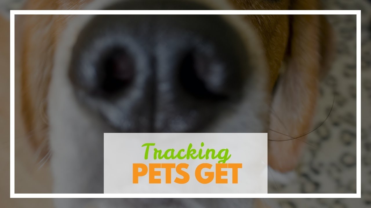 Tracking Companion Animal Disease