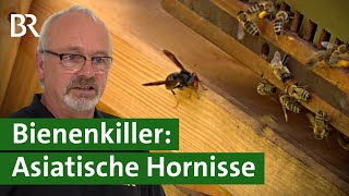 Honigbienen in Gefahr! Die Asiatische Hornisse breitet sich aus | Invasive Art | Unser Land | BR
