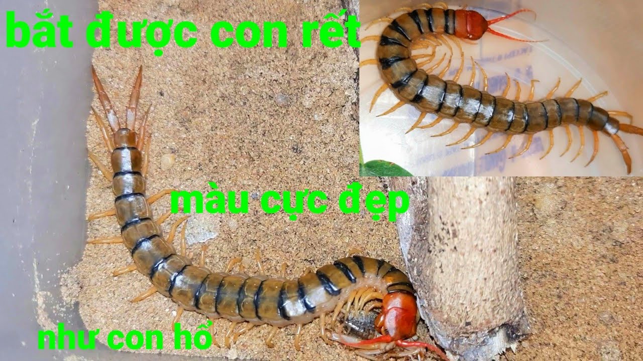 Bắt được con rết có màu cực đẹp luôn về nhà làm chuồng nuôi - YouTube