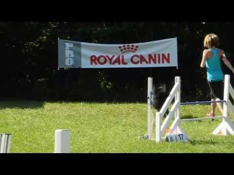 Belgische Herdershond agility groenendael