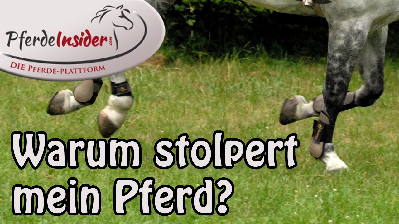 Junges Pferd Stolpert Oft