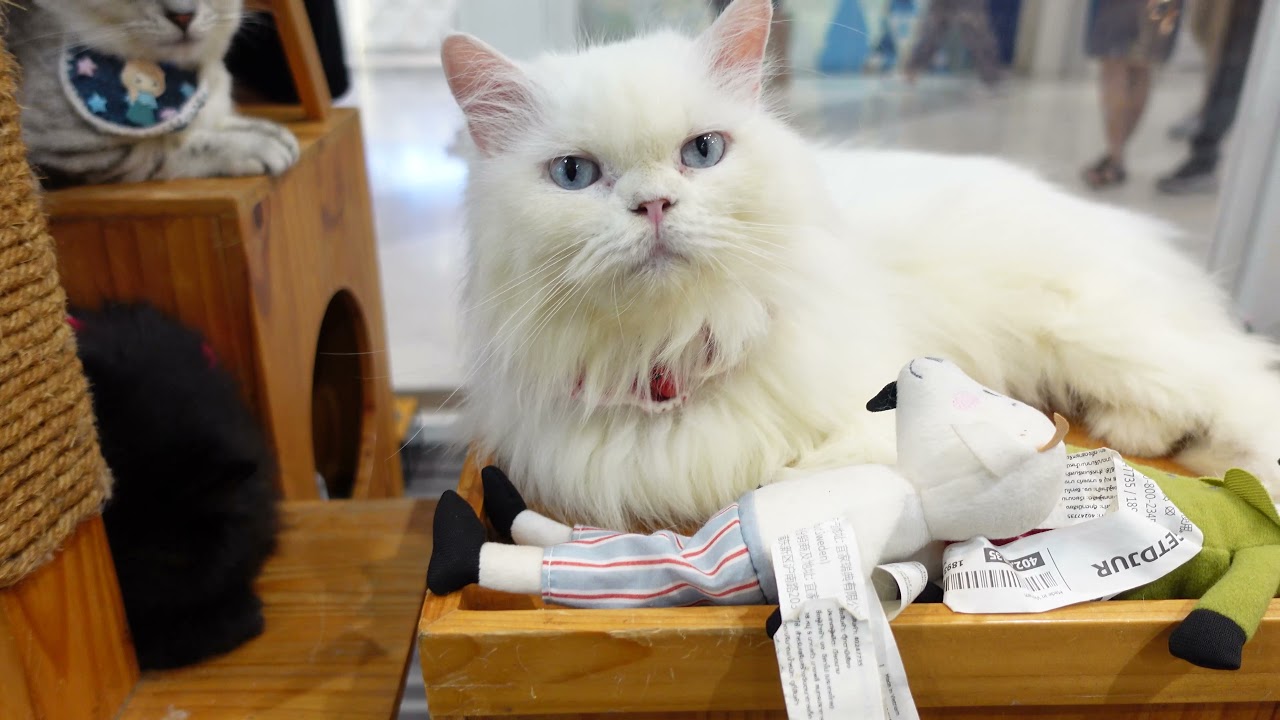 Makura Cat Cafe in Seacon Square 1-minute