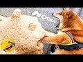 Best Funny Animal Videos 2022 🐹 - Funniest And Cute Cats And Dogs Videos 😁😺