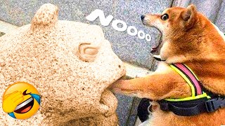Best Funny Animal Videos 2022 🐹 - Funniest And Cute Cats And Dogs Videos 😁😺