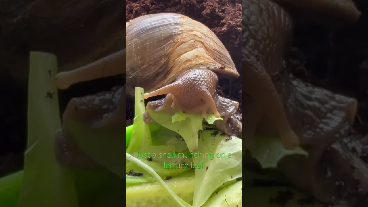 Giant African Land Snail’s lunch 