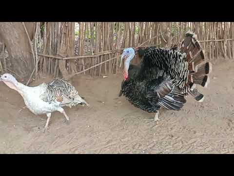 Fun Black Turkeys Bata Mzinga Katika Units Wake 