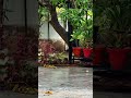 Rain at home☂️✨🌧️ #rain #rainyday #home #mazhakkalam  #viral #viralvideos