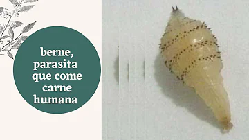 Tem algum remédio caseiro para tirar berne de cachorro?