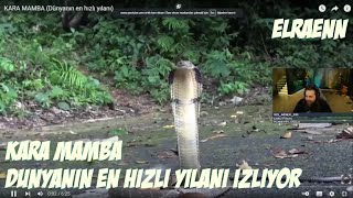 Elraenn   Kara Mamba Dünyanın En Hızlı Yılanı İzliyor