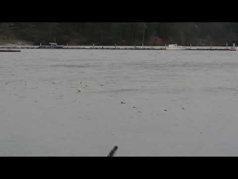 Buffies In SE Catspaws Nov 5 2025 PNW