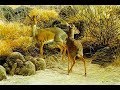 #83 -  Dik-Diks by Robert Bateman
