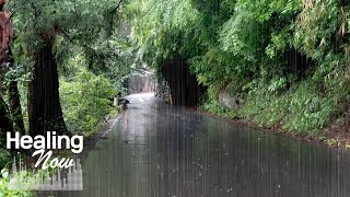 Quiet Forest Road with Heavy Rain  Rain Sounds for Deep Dleep, Improve Insomnia, Study, Meditation