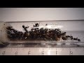 Camponotus sericeus - Test tube view (1)