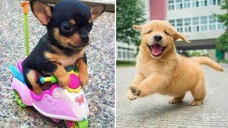 Baby Dogs 🔴 Cute and Funny Dog Videos Compilation #9 | 30 Minutes of Funny Puppy Videos 2022