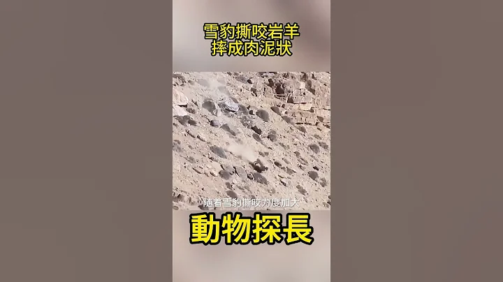 雪豹捕食岩羊，跌落万丈深渊#动物世界 #雪豹#岩羊 - 天天要闻