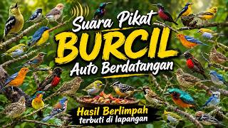 MP3 Burung Kecil AUTO berdatangan | suara pikat banyak dicari panen berlimpah