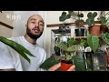 Humidit pour les plantes dintrieur  cultivez  la maison  rhs