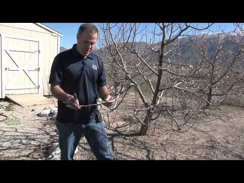 How to Collect and Prepare Grafting Wood for Fruit Trees