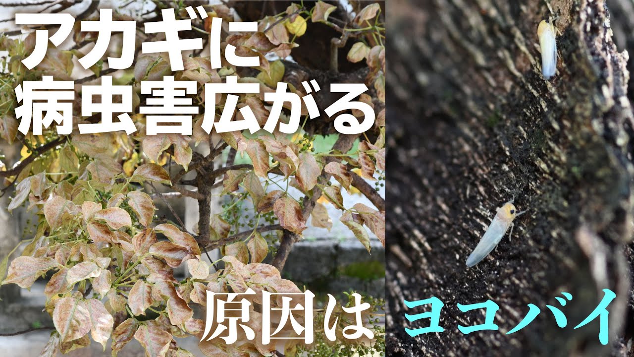 閲覧注意 アカギ 病虫害広がる 国内初確認ヨコバイが原因 Youtube