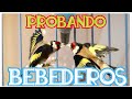 🔍CUAL ES EL 🥇MEJOR BEBEDERO PARA TU CANARIO🐤,JILGUERO?