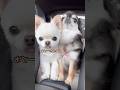 おとーさんどこー？ #ショート #チワワ #かわいい犬 #癒し #ほのぼの #ほっこり #chihuahua #cuteanimals