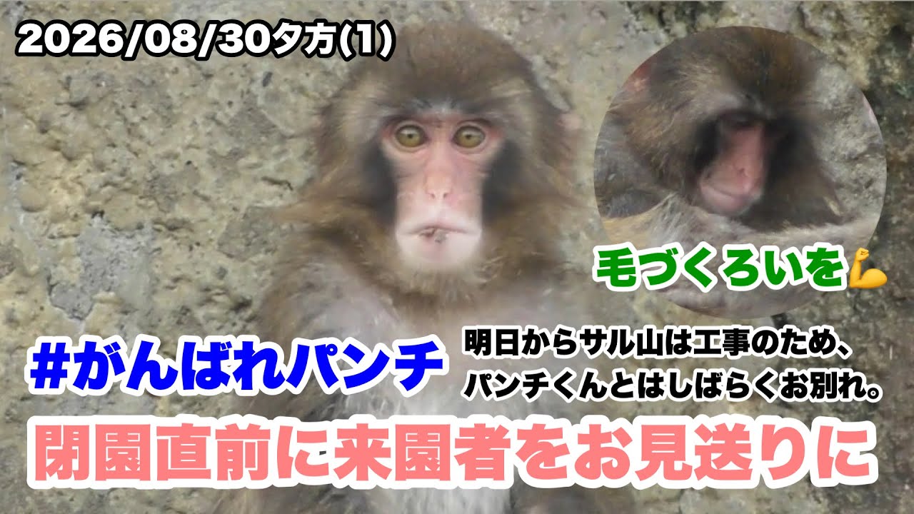 8/30夕方（1） パンチくん、閉園直前にお見送りに（Punch comes out to