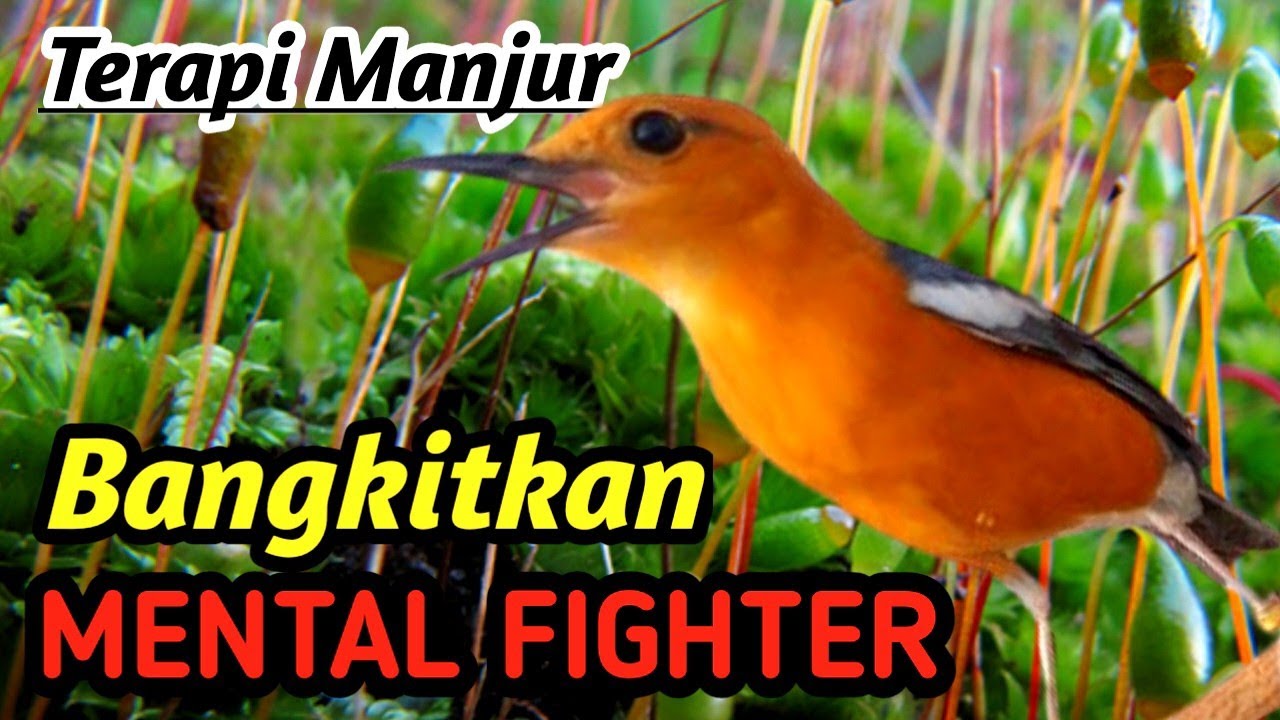 Anis Merah Super Gacor! Masteran Aliran Sungai Asli Bikin Mental Fighter & Ngeplong