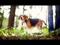 Best of Beagle - The excellent family companion PT-2