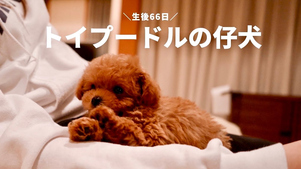 【お迎え初日】生後66日ティーカップサイズ予想のトイプードル子犬をお迎えしました！