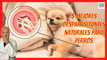 ¿Cómo puedo desparasitar a mi perro de forma natural?