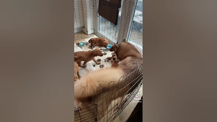 Why you shouldnt let a huskie into a puppy pen!!! ...
